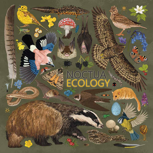 Wildlife illustration for Noctua Ecology