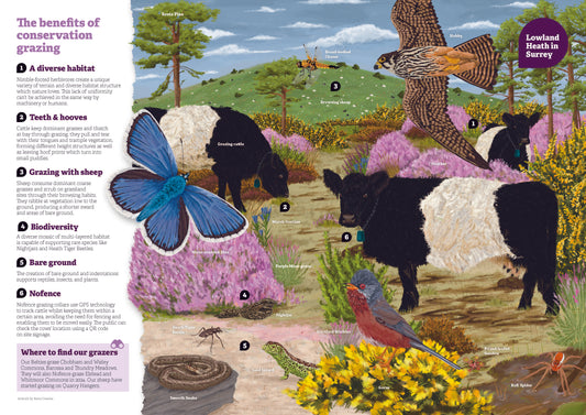 The Surrey Wildlife Trust Belted Galloway centrefold campain for conservation grazing with illustrated scene of heathland, belted galloway cows and various British wildlife with annotations.