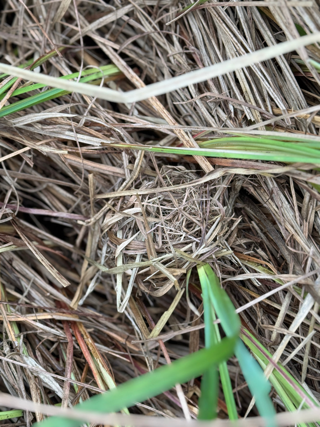 Volunteering with Gwent Wildlife Trust: Harvest Mouse Nest Survey at Magor Marsh
