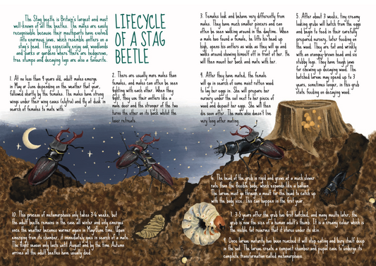 Exploring Biodiversity through Art: A Beetle Illustration Project for Homeschool