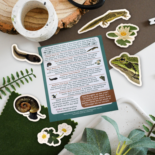 A flat-lay display of educational stickers featuring different stages of a frog's life cycle, arranged around a central printed informational card. The stickers include an egg, tadpole, larva, froglet, and adult green frog.