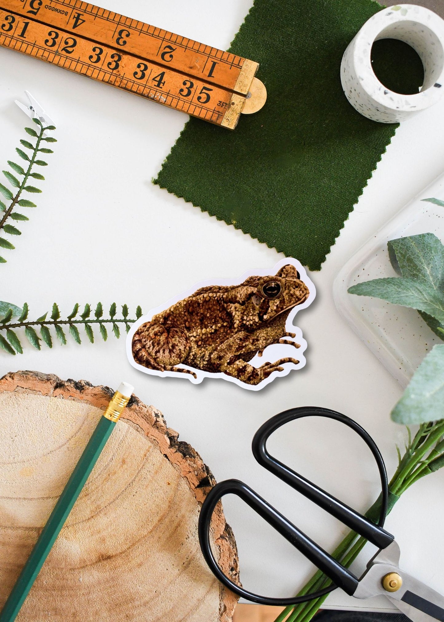 Common Toad Vinyl Sticker