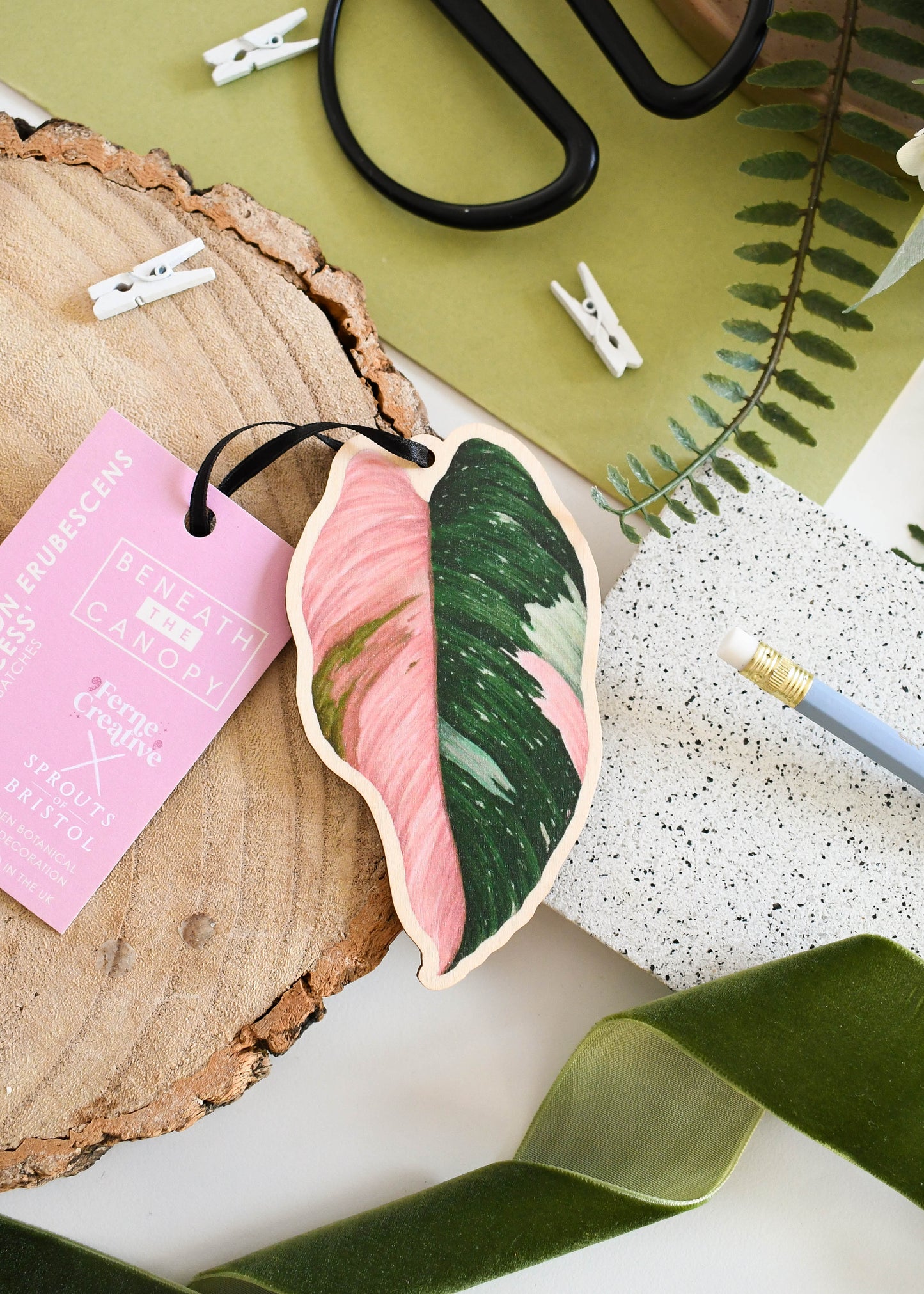 Philodendron erubescens ‘Pink Princess’ Decoration