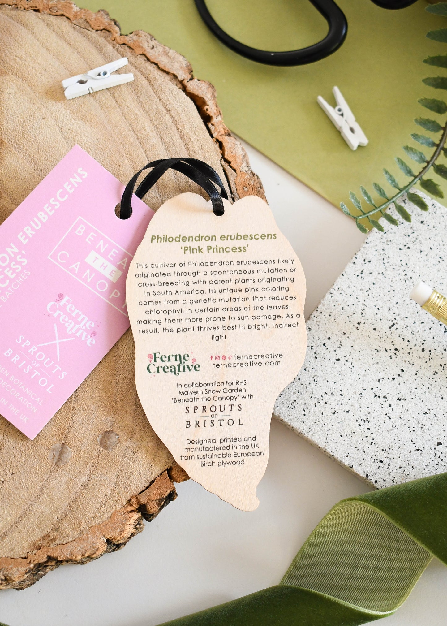 Philodendron erubescens ‘Pink Princess’ Decoration