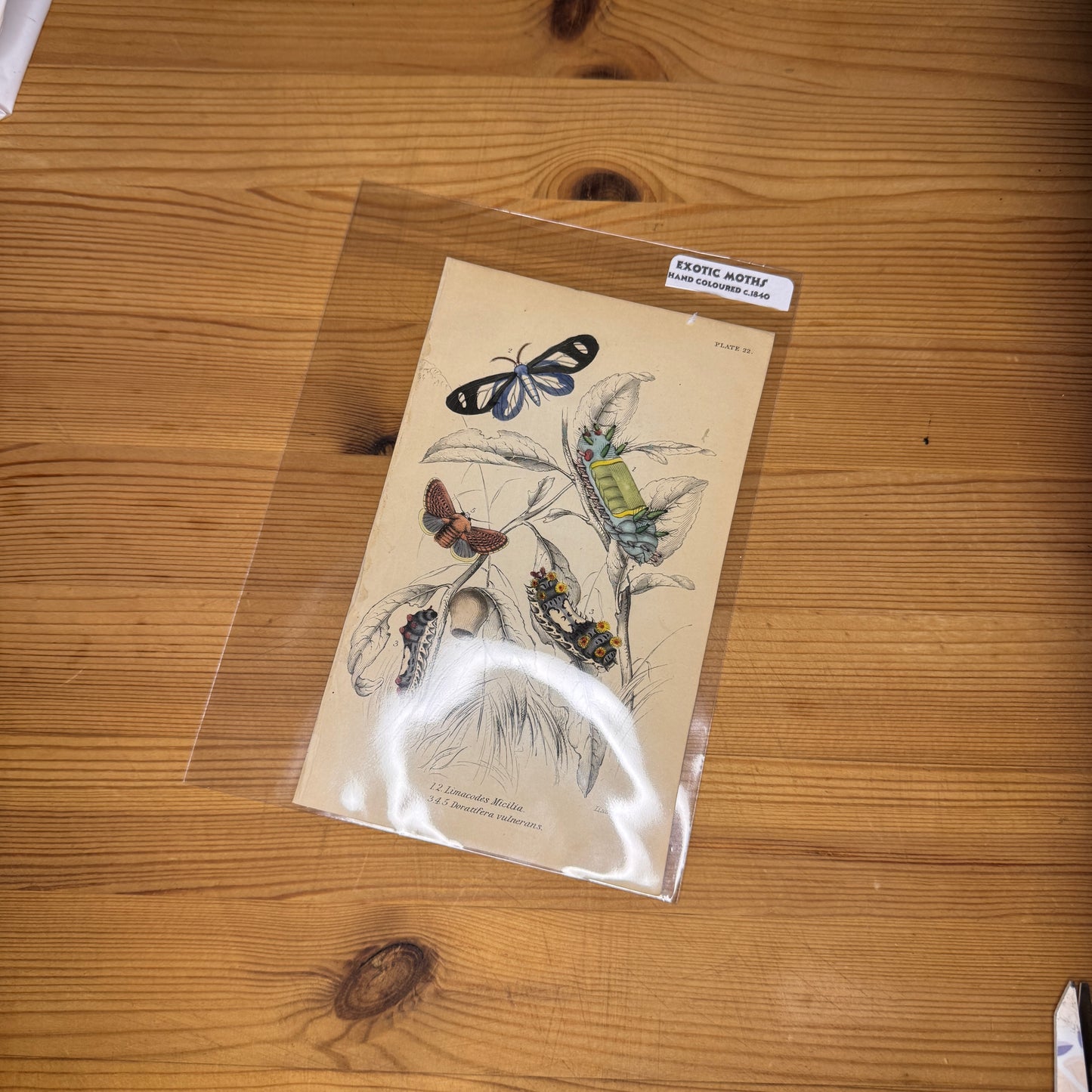 Antique Wildlife Illustrations (c.1865–1875)