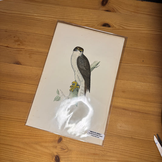 Antique Wildlife Illustrations (c.1865–1875)