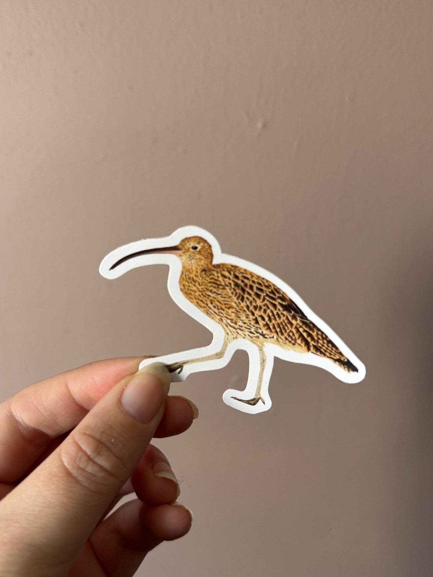 British Wading Birds Sticker Pack - March Edition