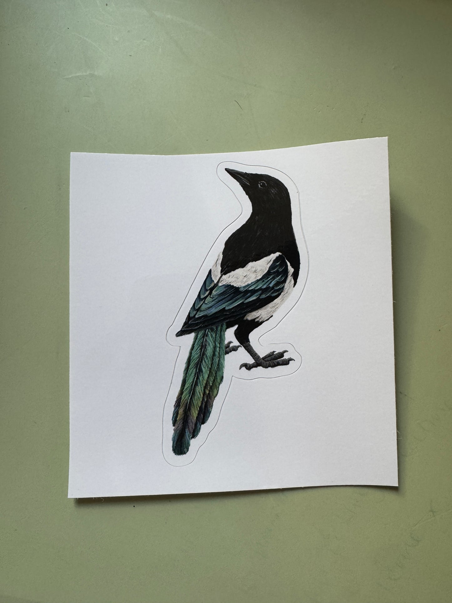 Magpie Vinyl Sticker