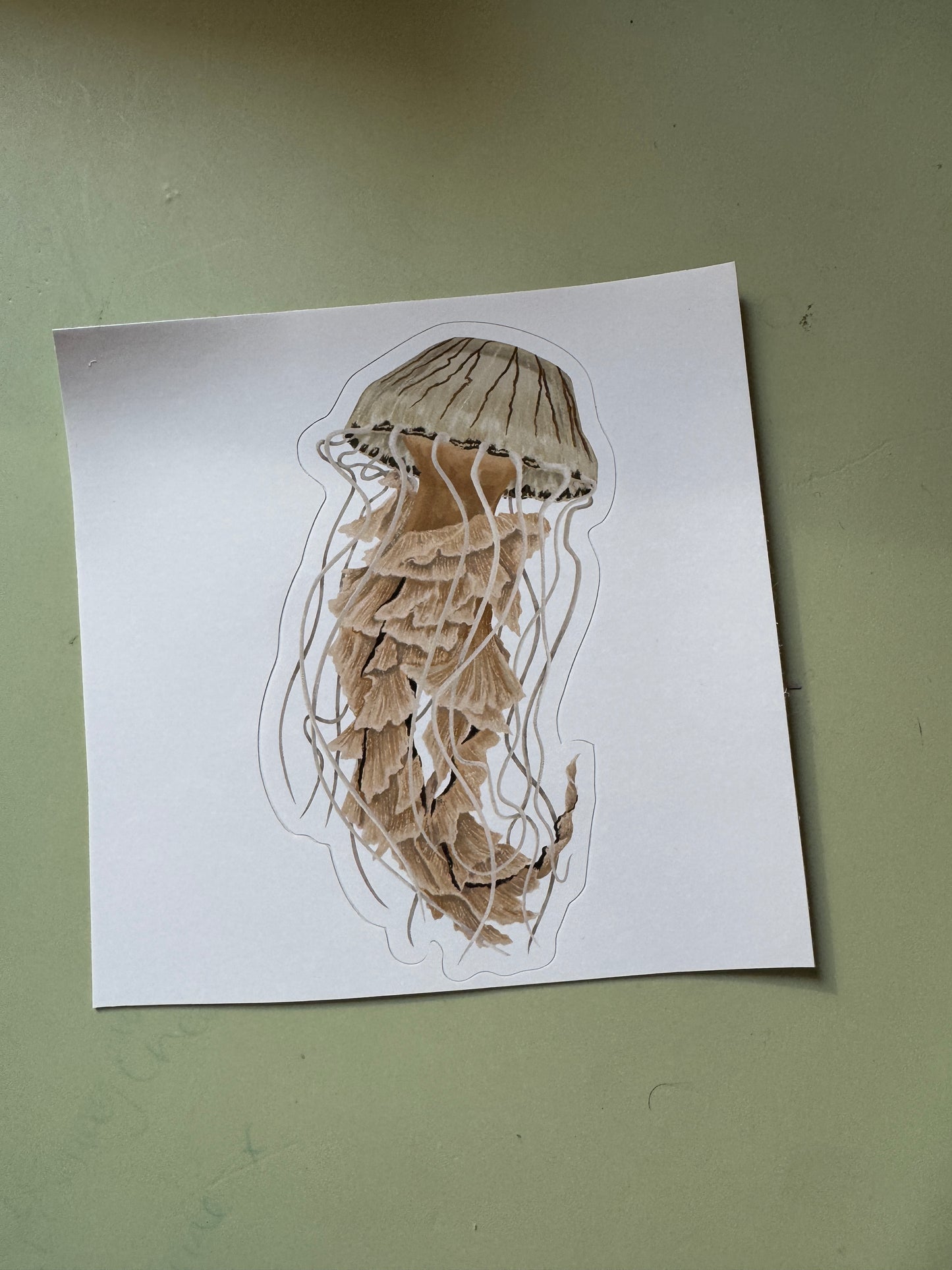 Compass Jellyfish Vinyl Sticker