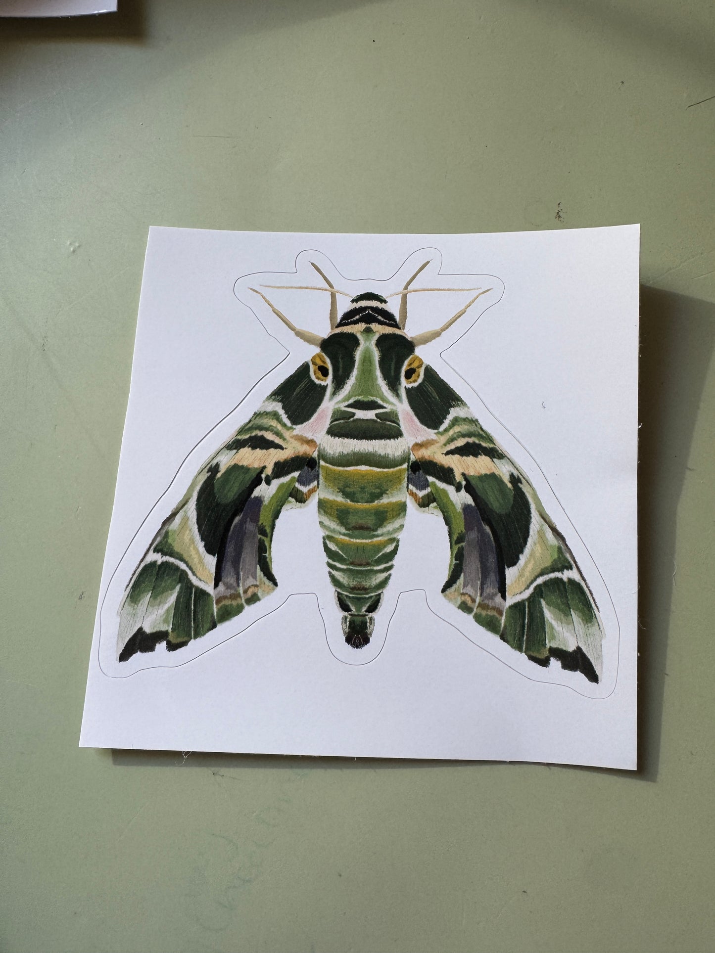 Oleander Hawk-Moth Vinyl Sticker
