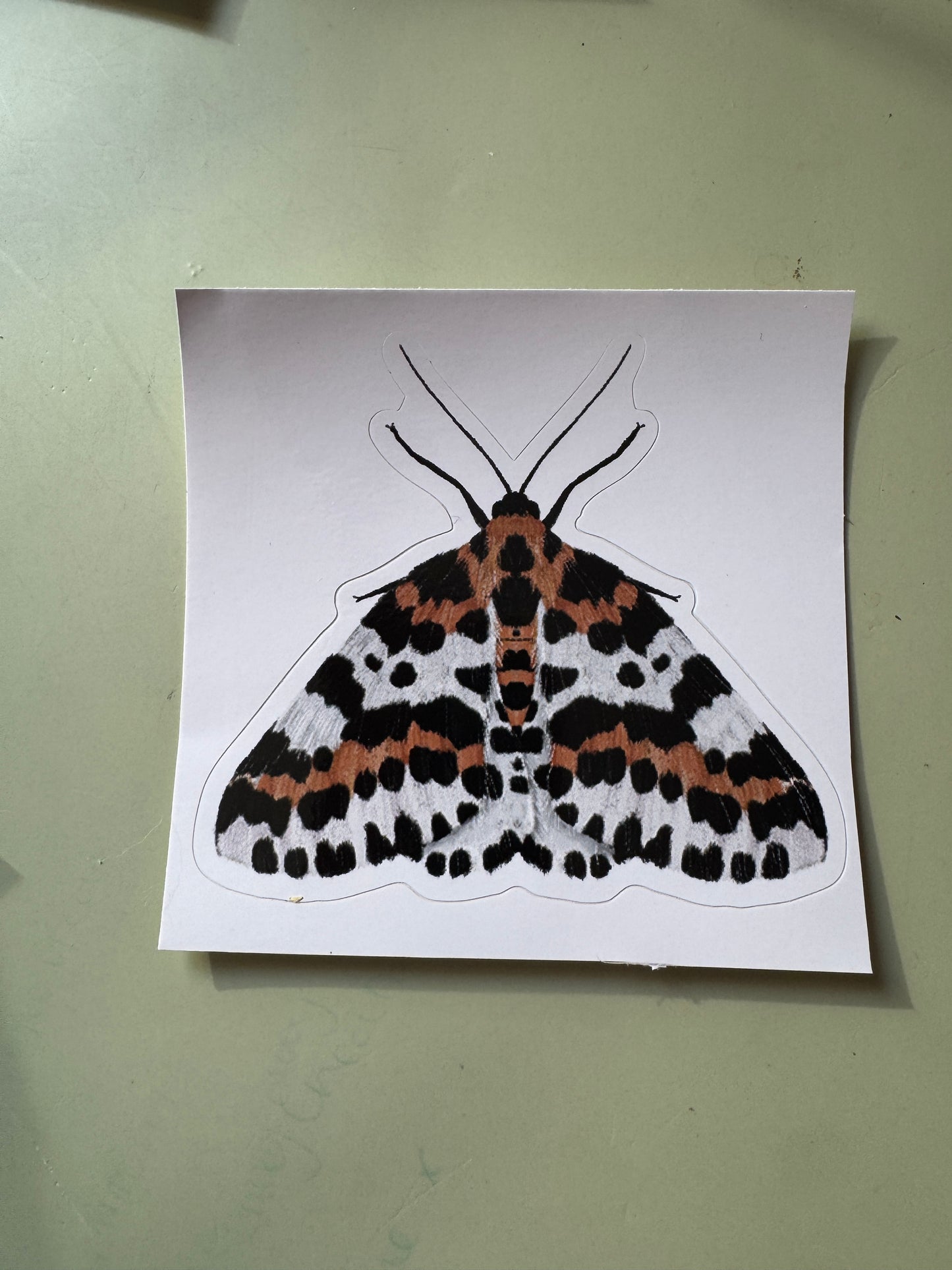 Magpie Moth Vinyl Sticker