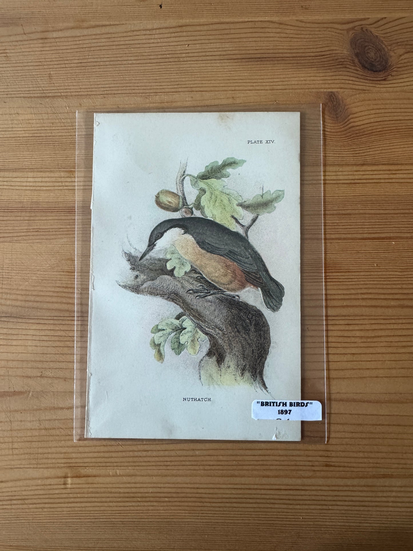 Antique Wildlife Illustrations (c.1865–1875)