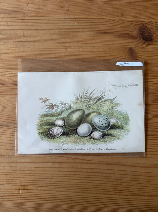 Antique Wildlife Illustrations (c.1865–1875)