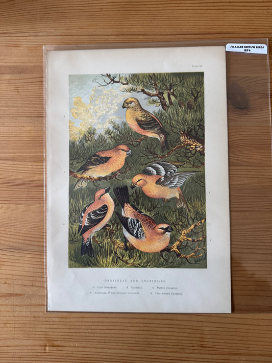 Antique Wildlife Illustrations (c.1865–1875)