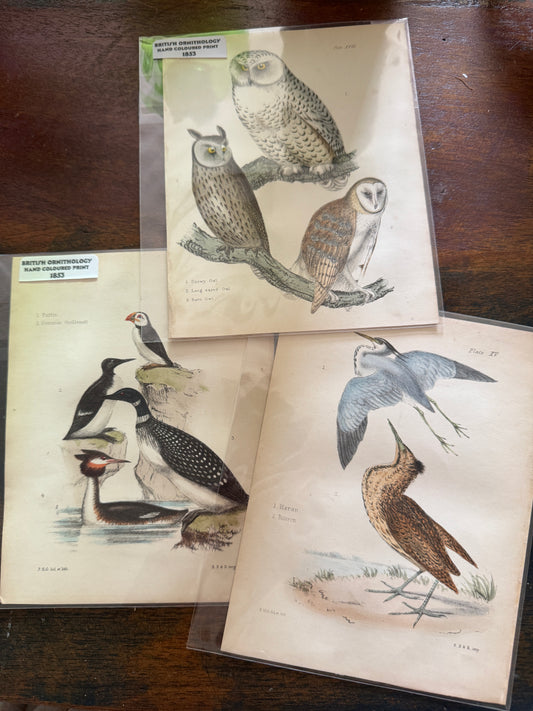 Antique Wildlife Illustrations (c.1865–1875)