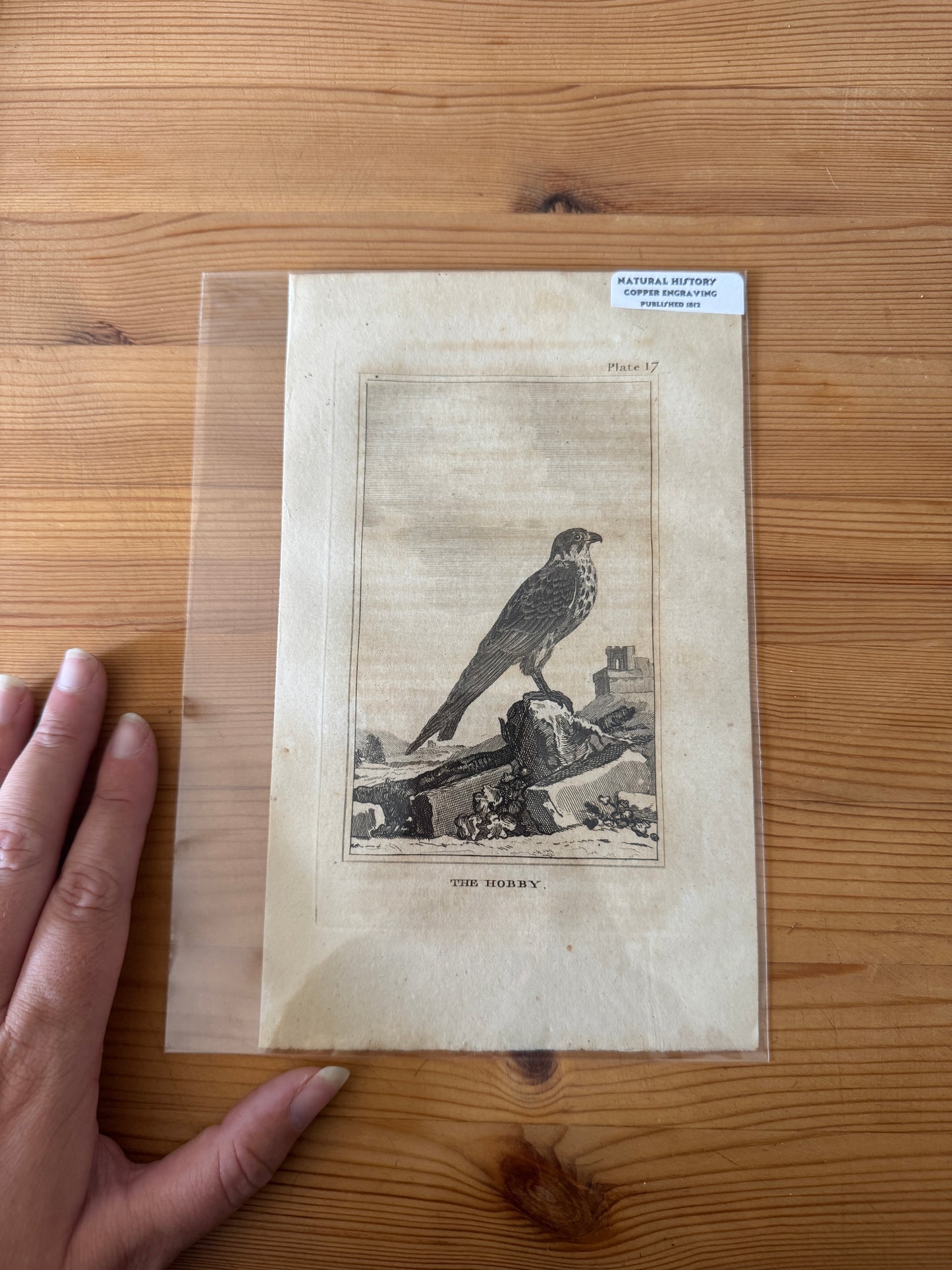 Antique Wildlife Illustrations (c.1865–1875)