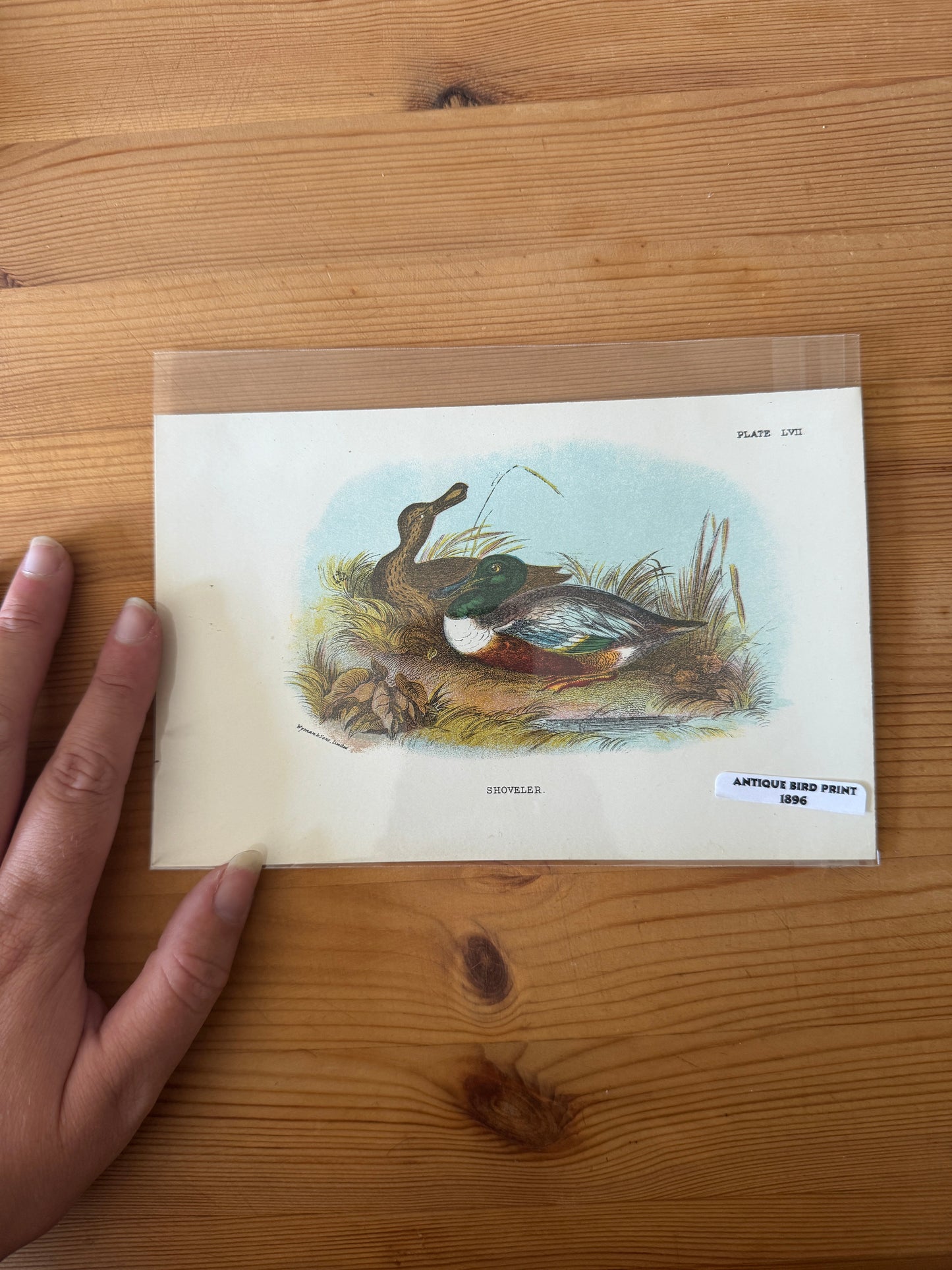 Antique Wildlife Illustrations (c.1865–1875)