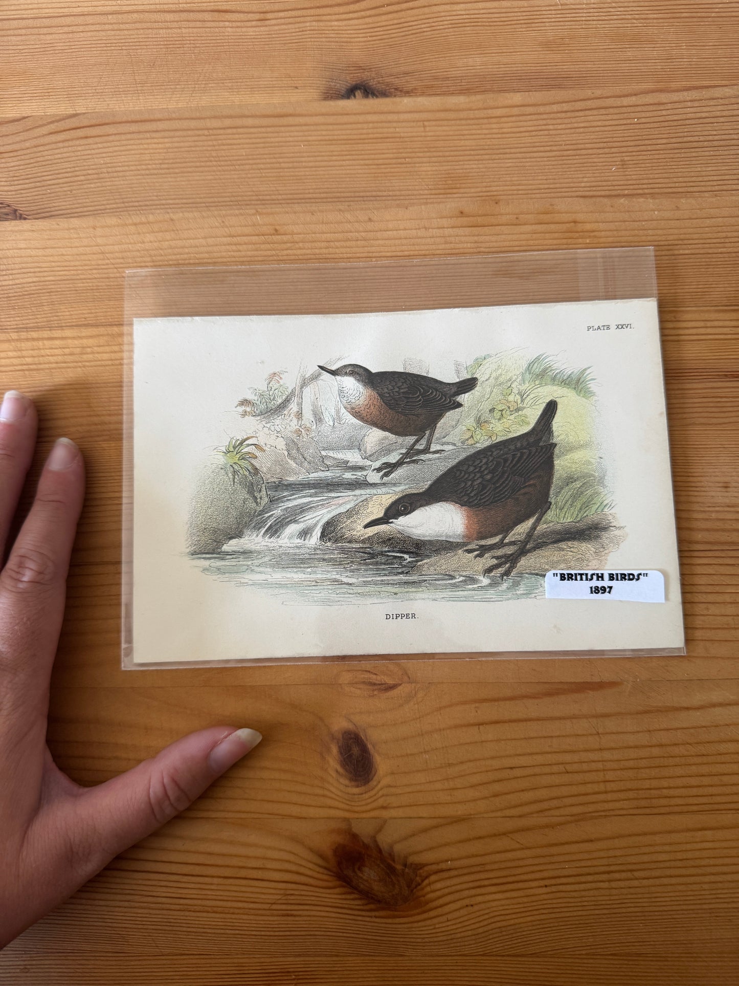 Antique Wildlife Illustrations (c.1865–1875)