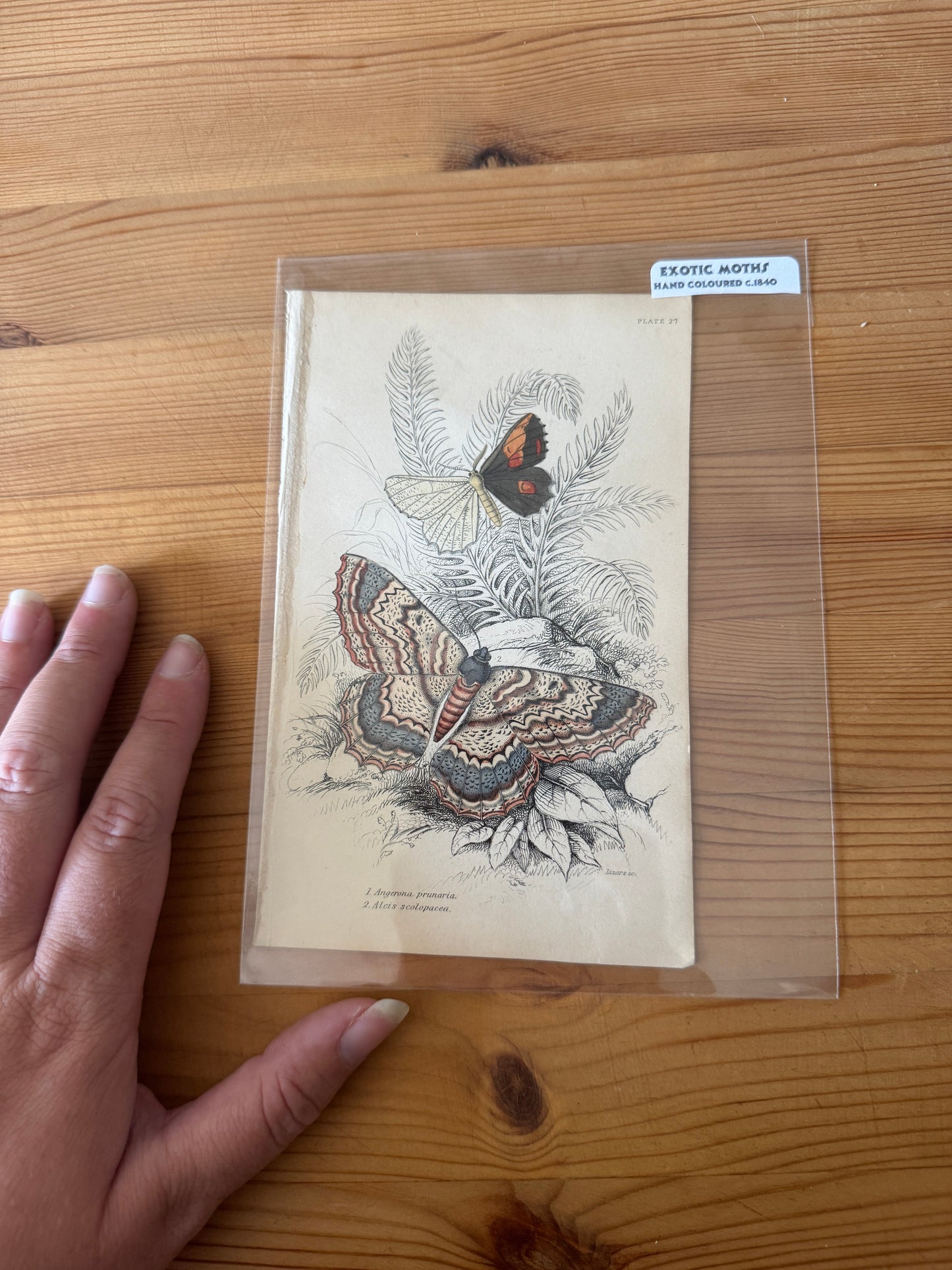 Antique Wildlife Illustrations (c.1865–1875)