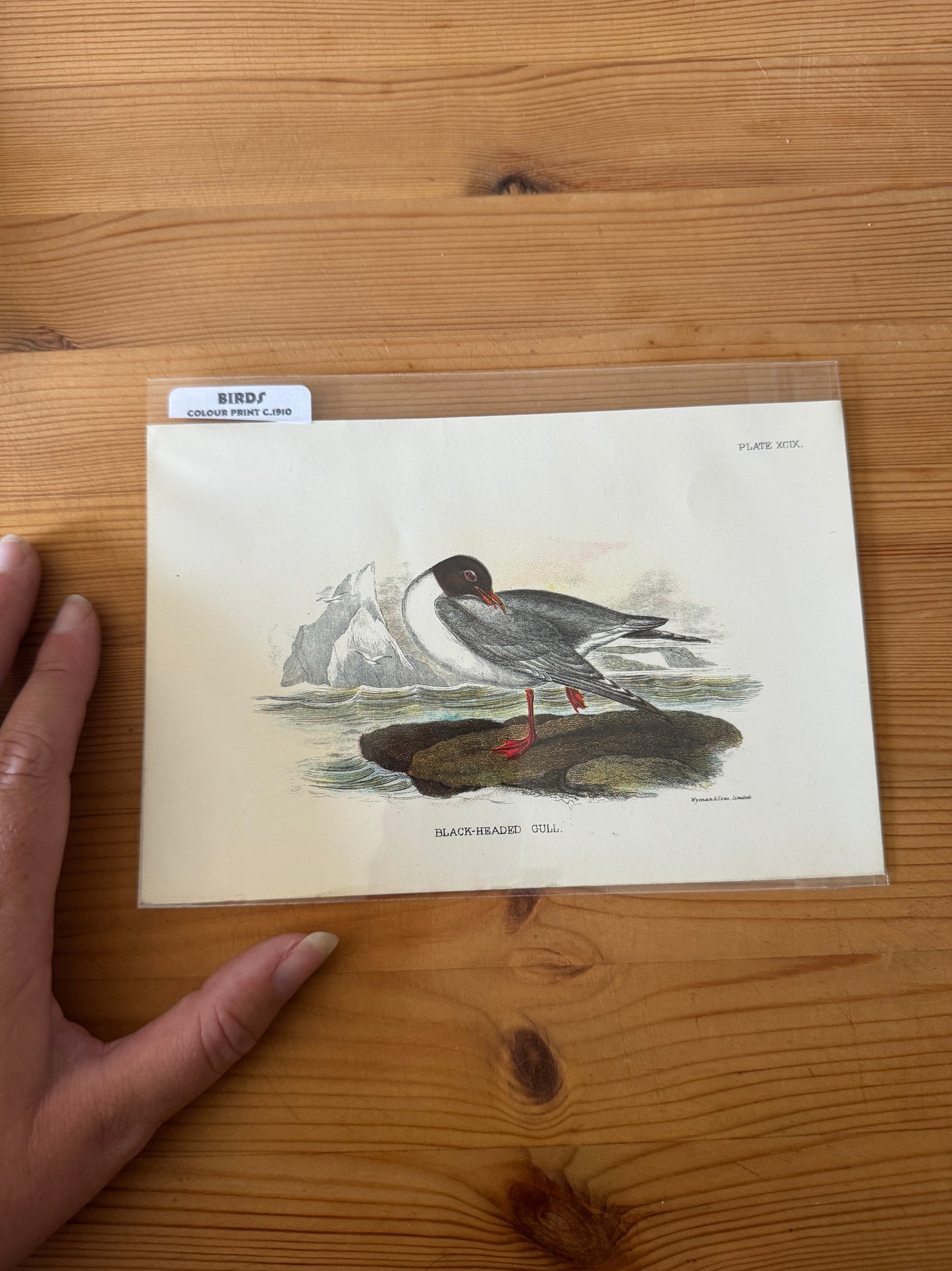 Antique Wildlife Illustrations (c.1865–1875)