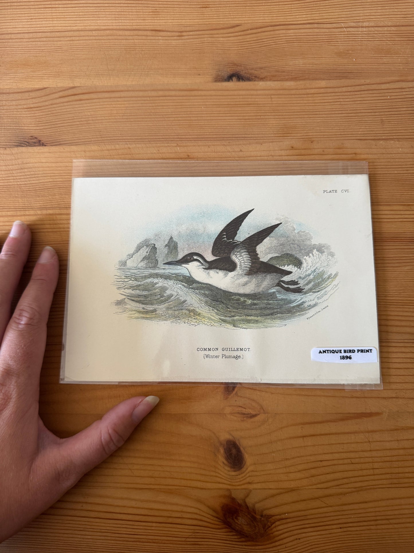 Antique Wildlife Illustrations (c.1865–1875)