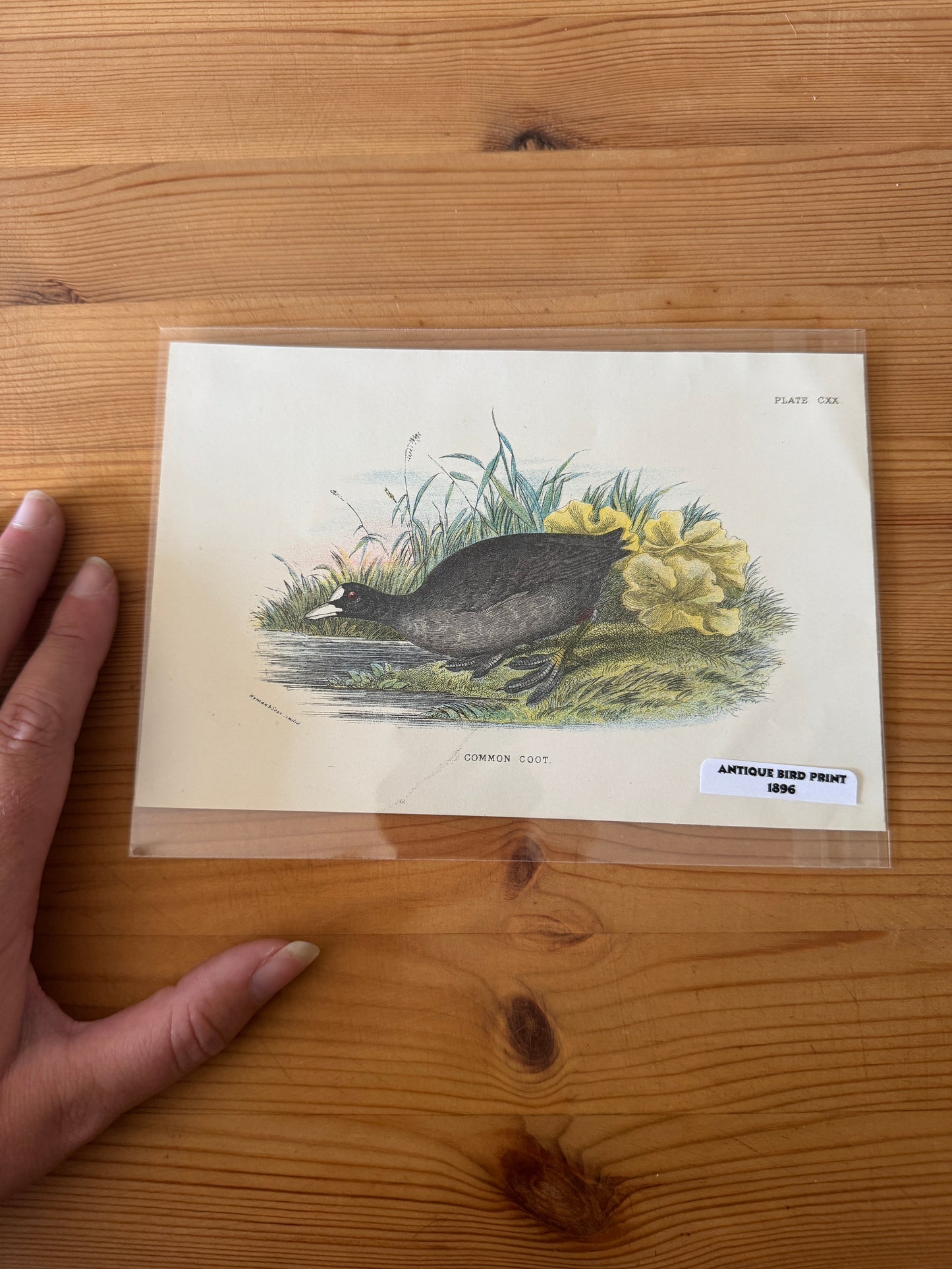 Antique Wildlife Illustrations (c.1865–1875)