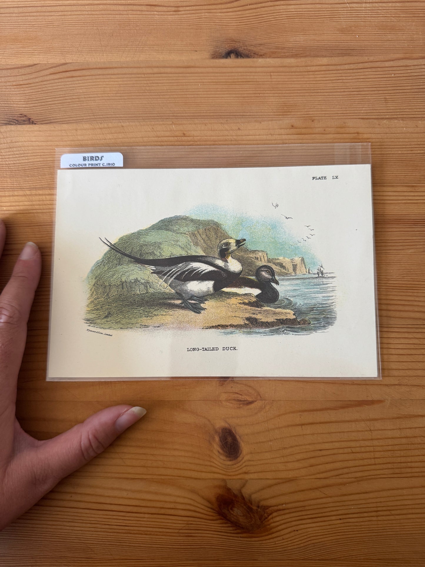 Antique Wildlife Illustrations (c.1865–1875)