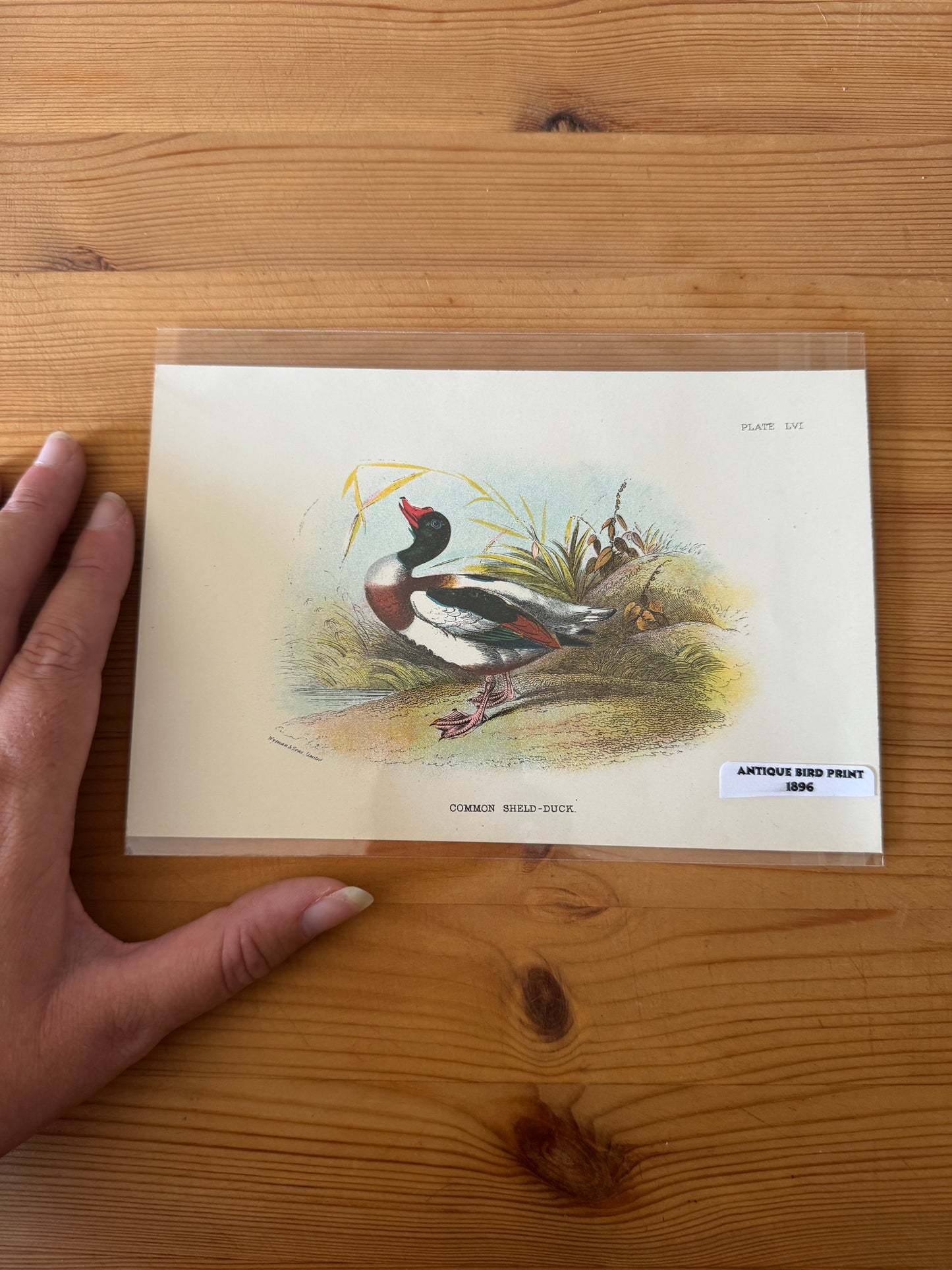 Antique Wildlife Illustrations (c.1865–1875)