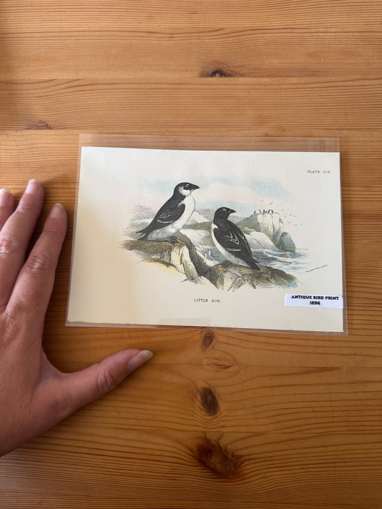 Antique Wildlife Illustrations (c.1865–1875)
