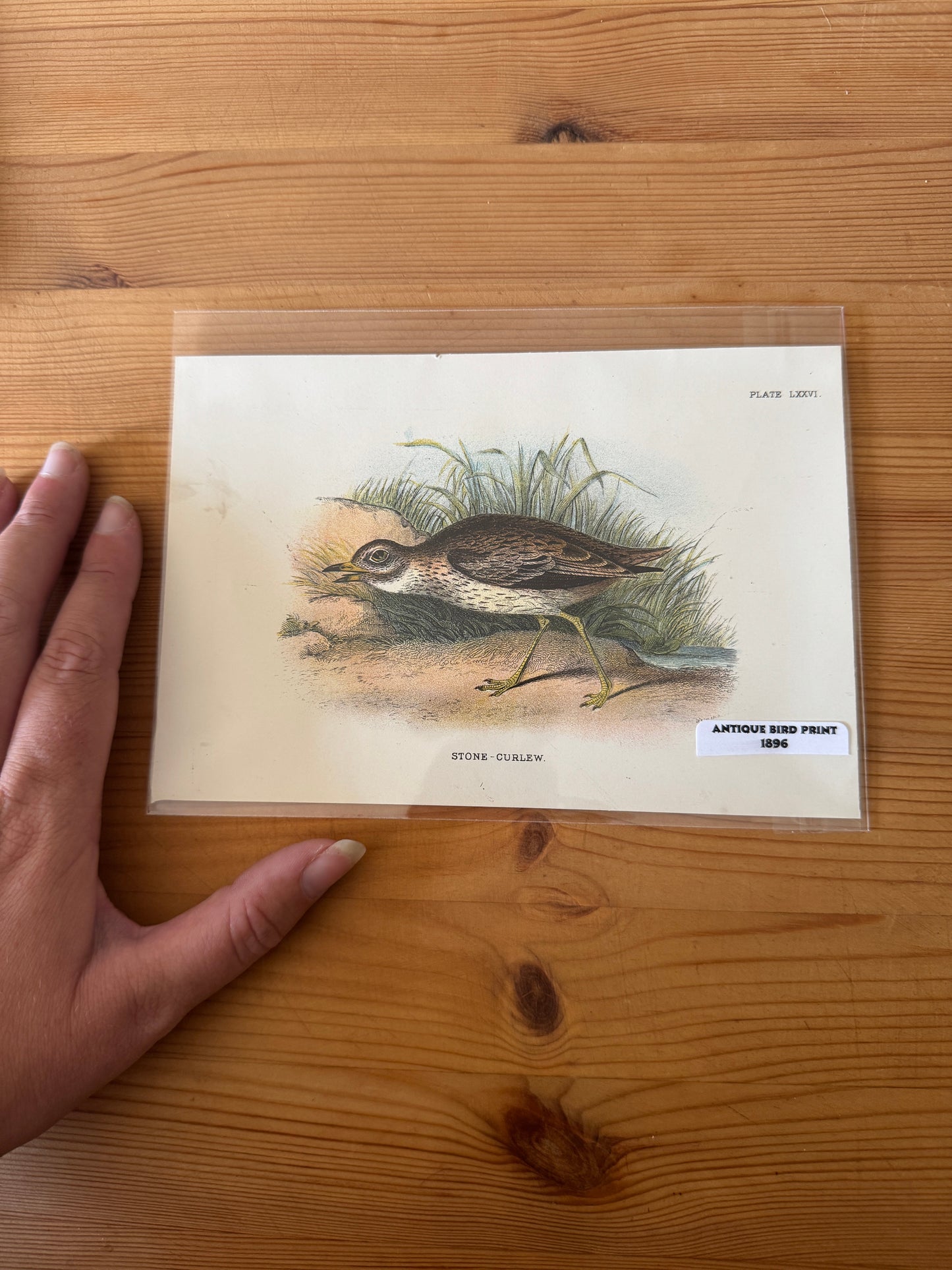 Antique Wildlife Illustrations (c.1865–1875)