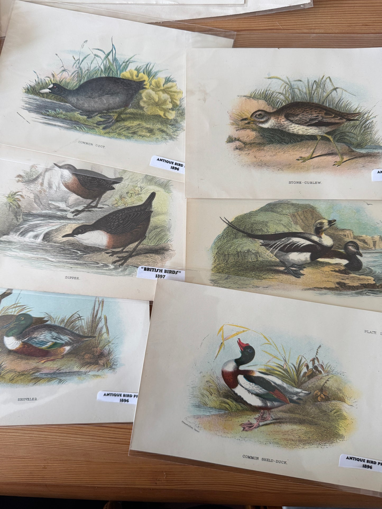 Antique Wildlife Illustrations (c.1865–1875)