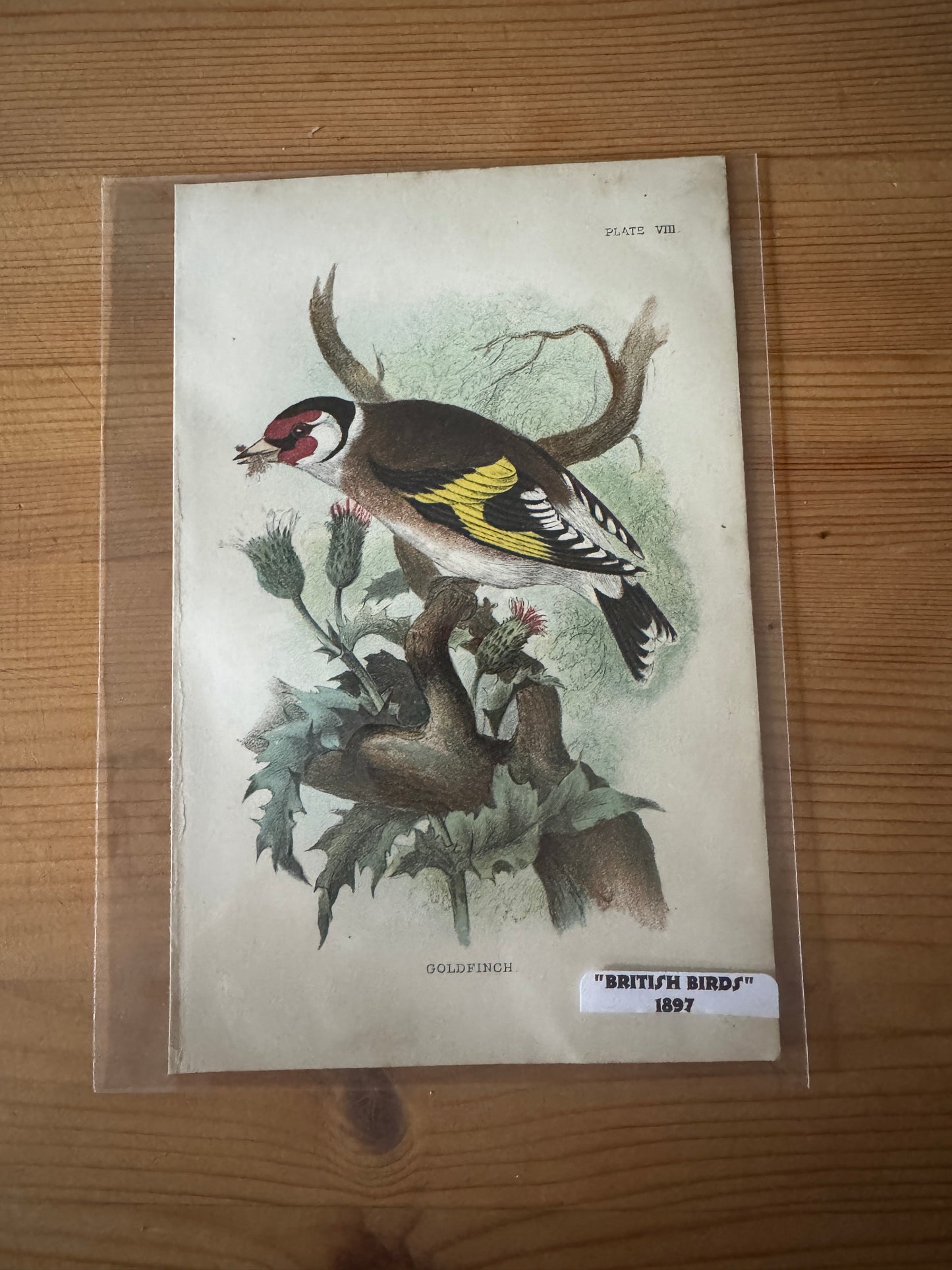 Antique Wildlife Illustrations (c.1865–1875)