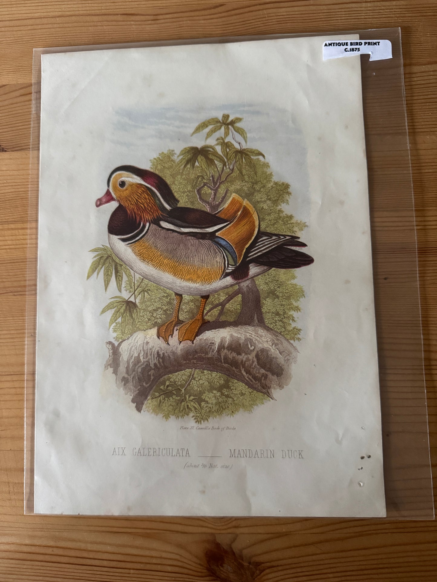 Antique Wildlife Illustrations (c.1865–1875)