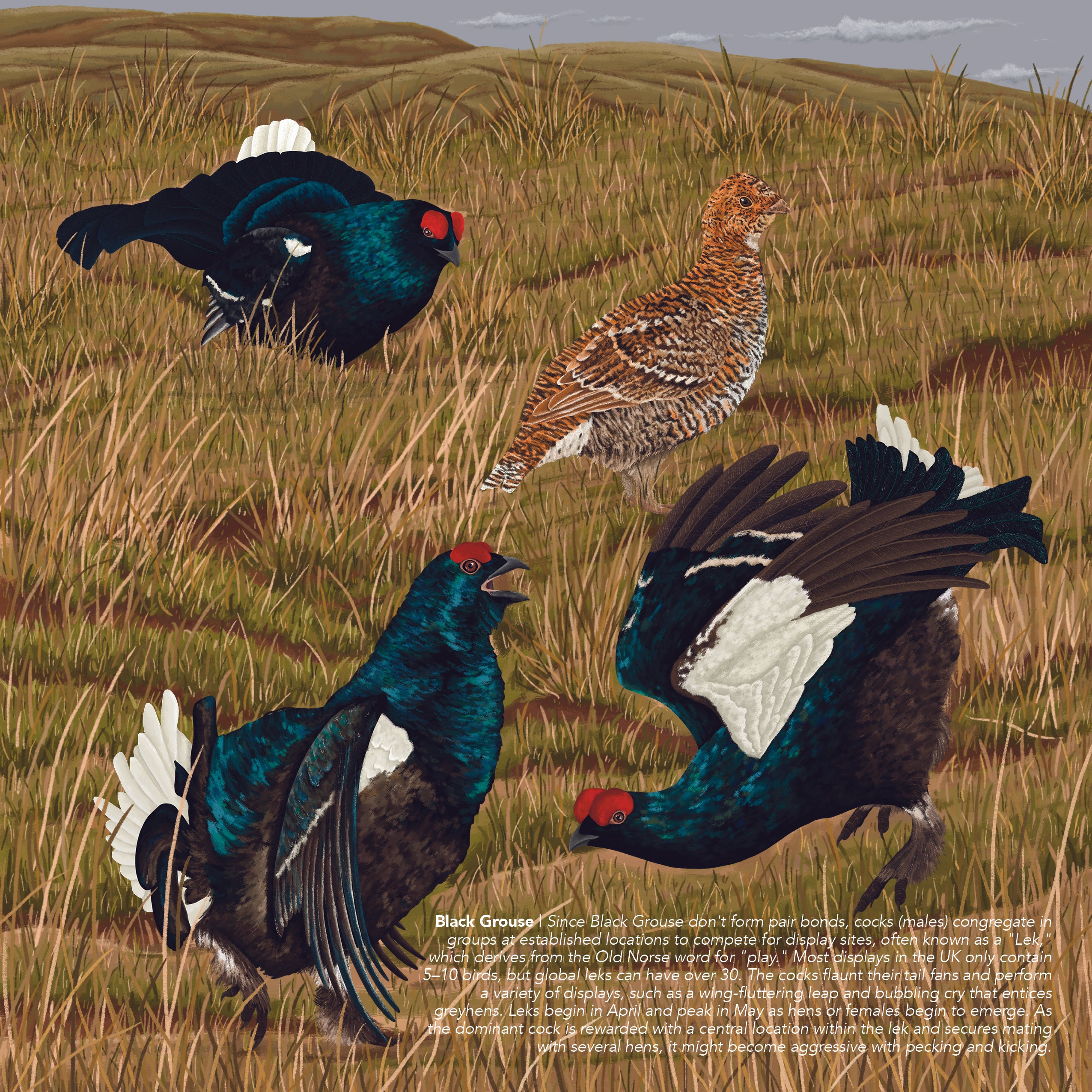Black grouse lek illustration. male blue/black feathered birds display with jumping and flapping feathers on brown grass in front of brown speckled female. 