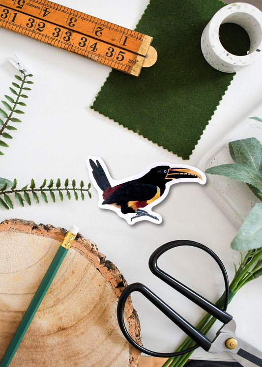 Chestnut-Eared Aracari Vinyl Sticker