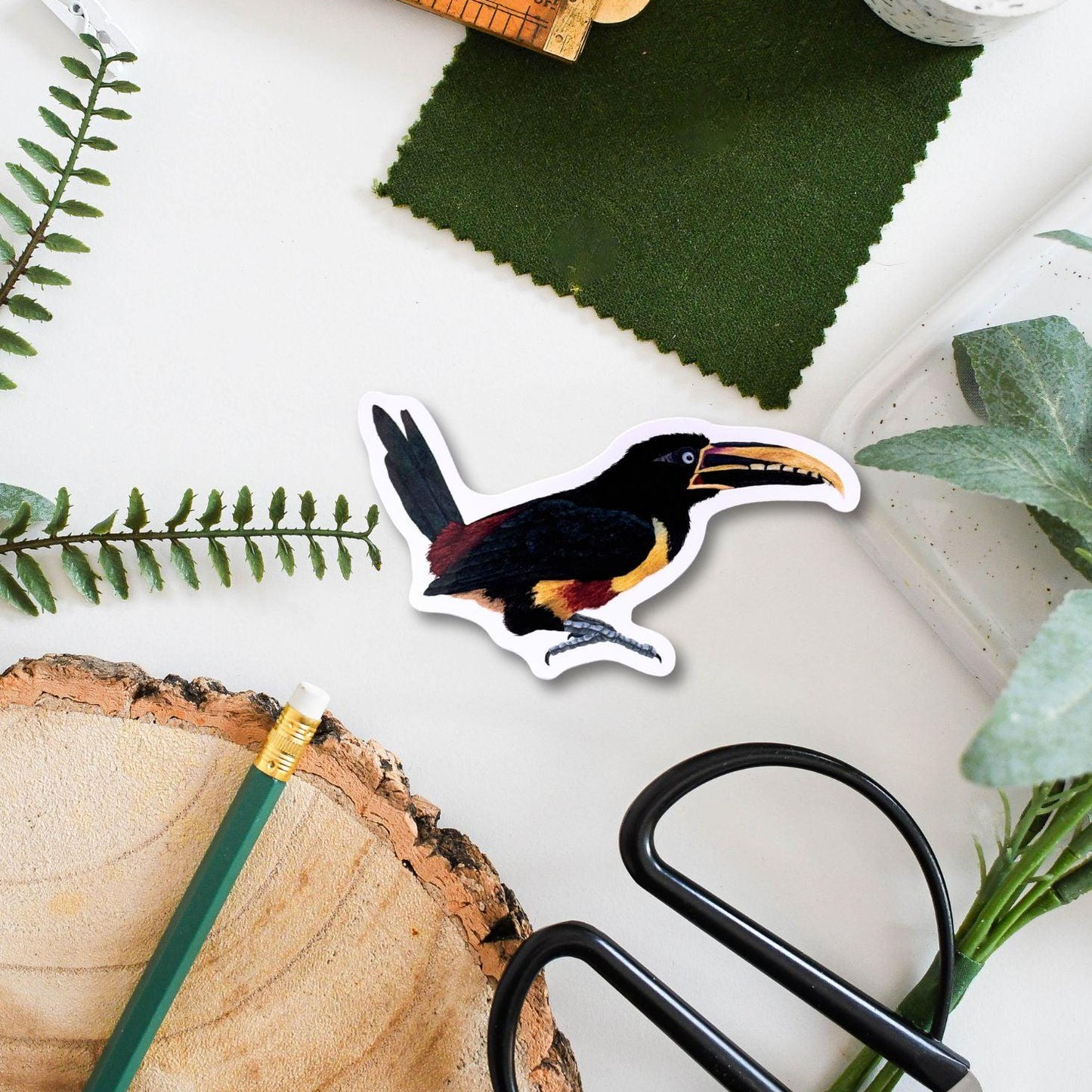Chestnut-Eared Aracari Vinyl Sticker