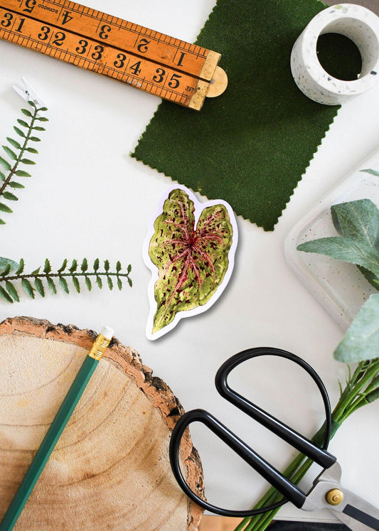 Caladium bicolor Miss Muffet Vinyl Sticker – Tropical Plant Decal for Laptop, Water Bottle & Scrapbooking