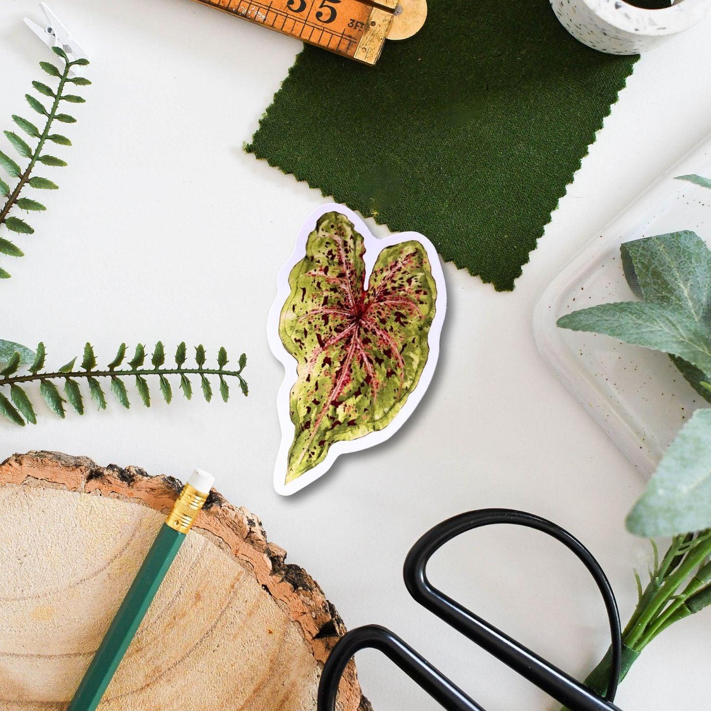 Caladium bicolor Miss Muffet Vinyl Sticker – Tropical Plant Decal for Laptop, Water Bottle & Scrapbooking
