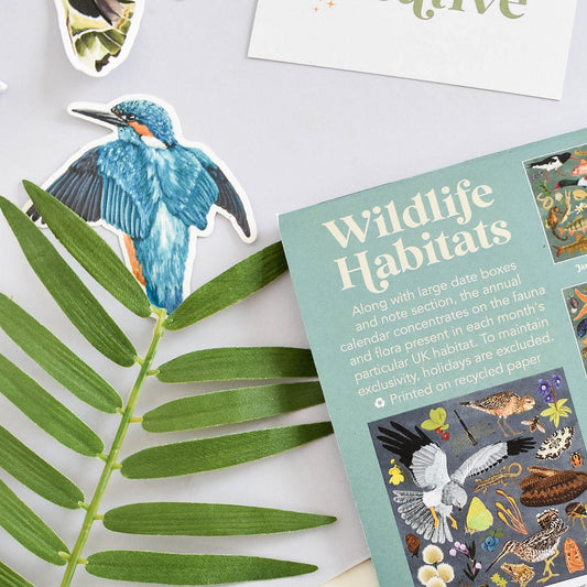 Kingfisher Sticker, nature illustrated sticker, natural history art, Bird lover gift, Blue bird decal, Kingfisher bird, Bird sticker