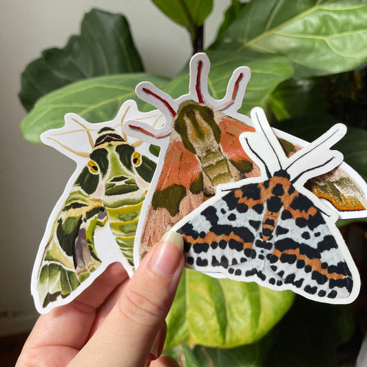 Moth Stickers, Butterfly Sticker, Moths, Witchy Gifts, Entomology, Curiosities, Creepy Cute, Animals And Insects, Insect Stickers, bug