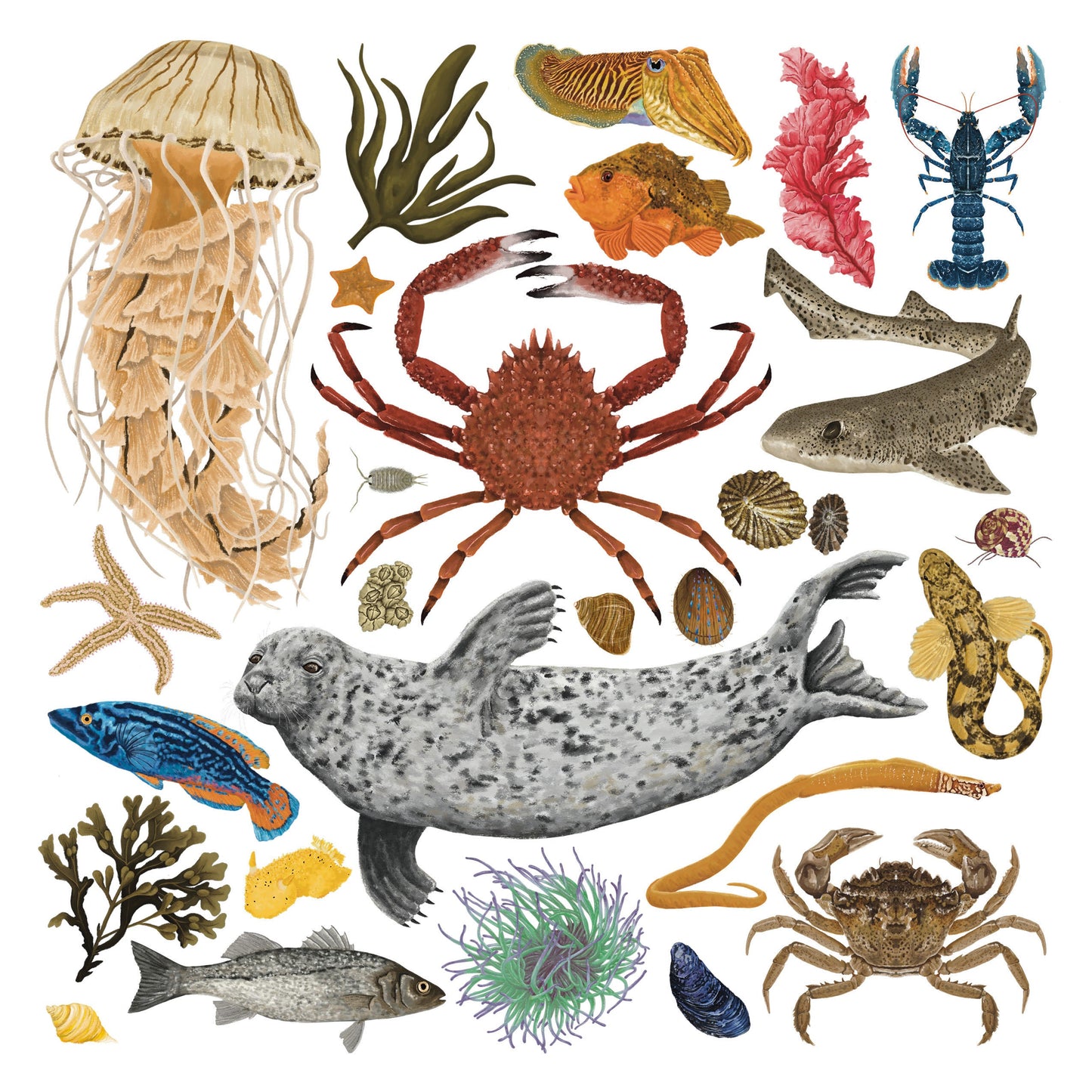 Marine Life print, Natural history, Marine biology, Coastal wall art, Under The Sea, Sea creature, Scuba Diver Gift, Crabs art, Jellyfish