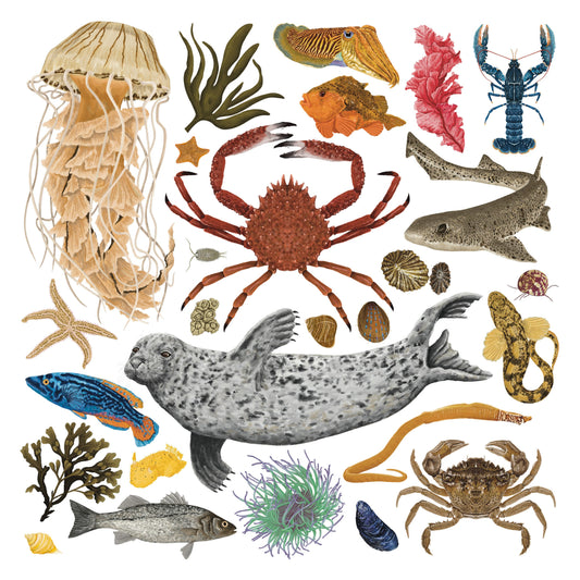 Marine Life print, Natural history, Marine biology, Coastal wall art, Under The Sea, Sea creature, Scuba Diver Gift, Crabs art, Jellyfish