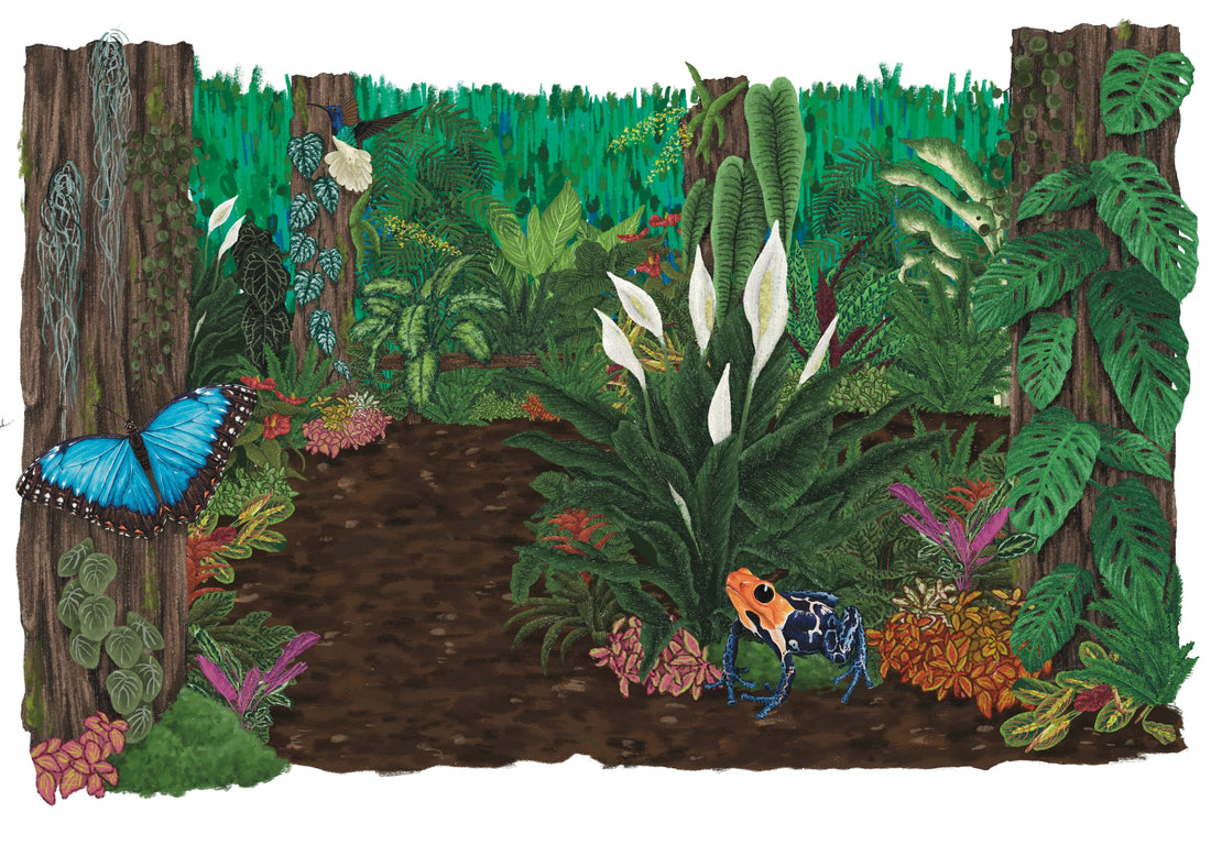 Illustrating the Amazon - Beneath the Canopy at RHS Malvern