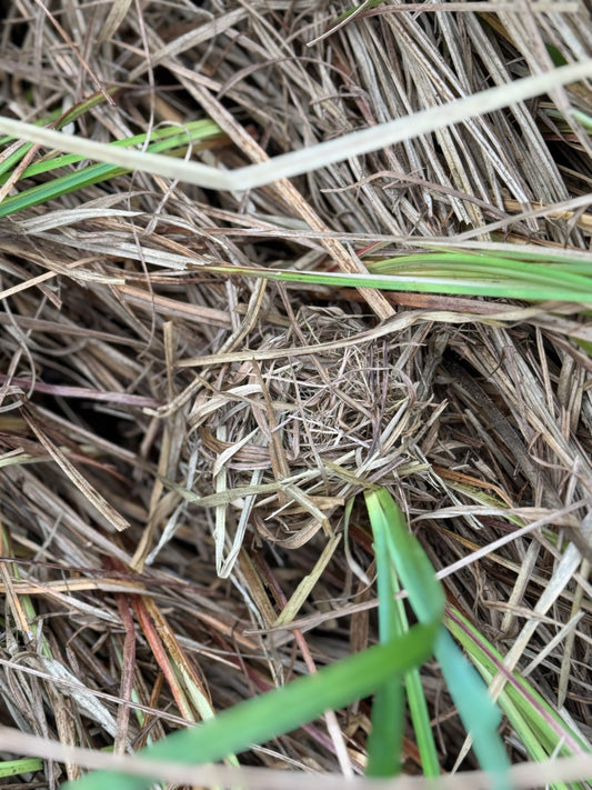 Volunteering with Gwent Wildlife Trust: Harvest Mouse Nest Survey at Magor Marsh