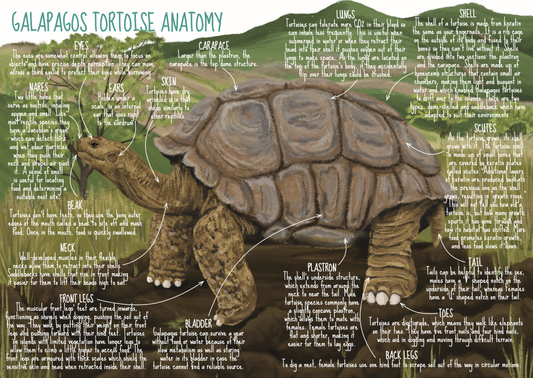 Bringing the Galapagos to Your Homeschool: An Illustrated Curriculum