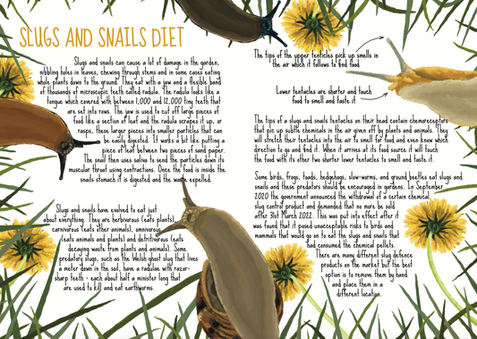 The Slimy World of Slugs and Snails: A Homeschool Adventure Through Illustrated Learning