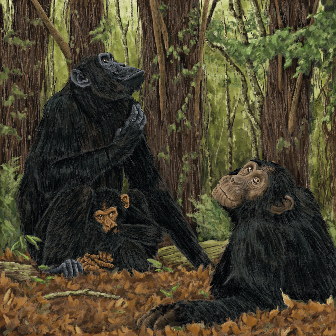 Exciting Collaboration with the Royal Zoological Society of Scotland: Chimpanzee Gift Cards for Charity
