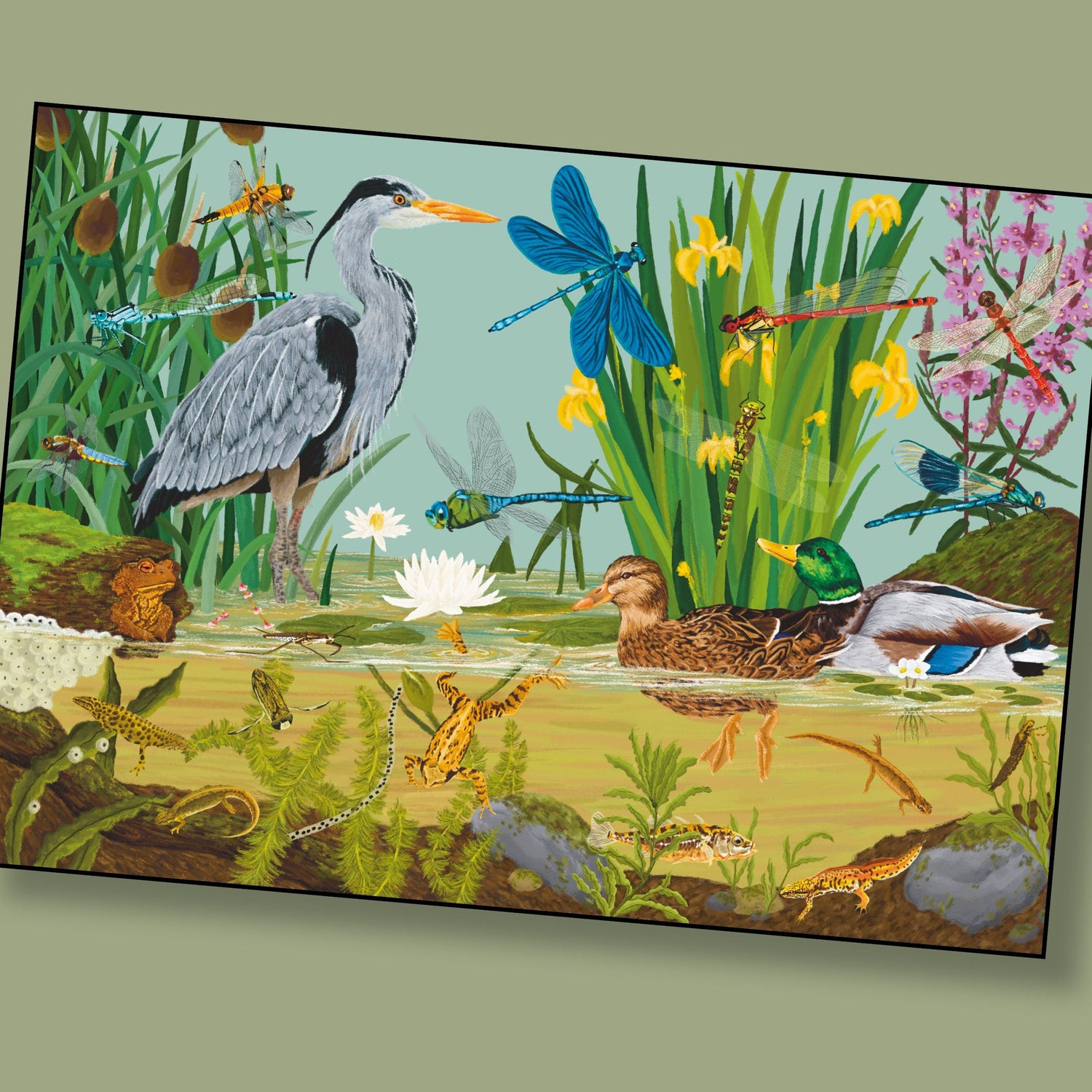 Downloadable Wildlife Colouring Pages – Printable Nature Activities