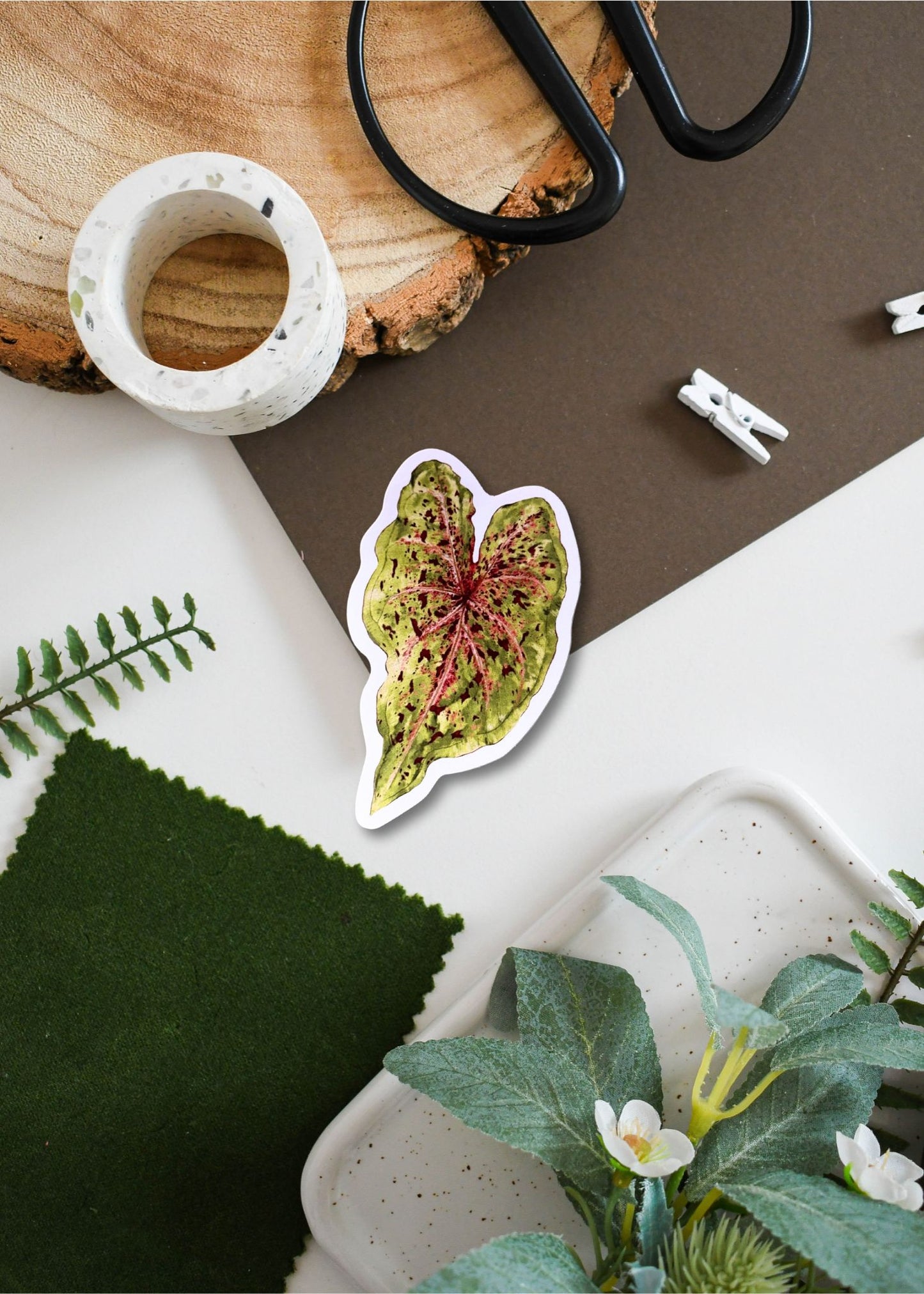 Caladium bicolor ‘Miss Muffet’ Vinyl Sticker