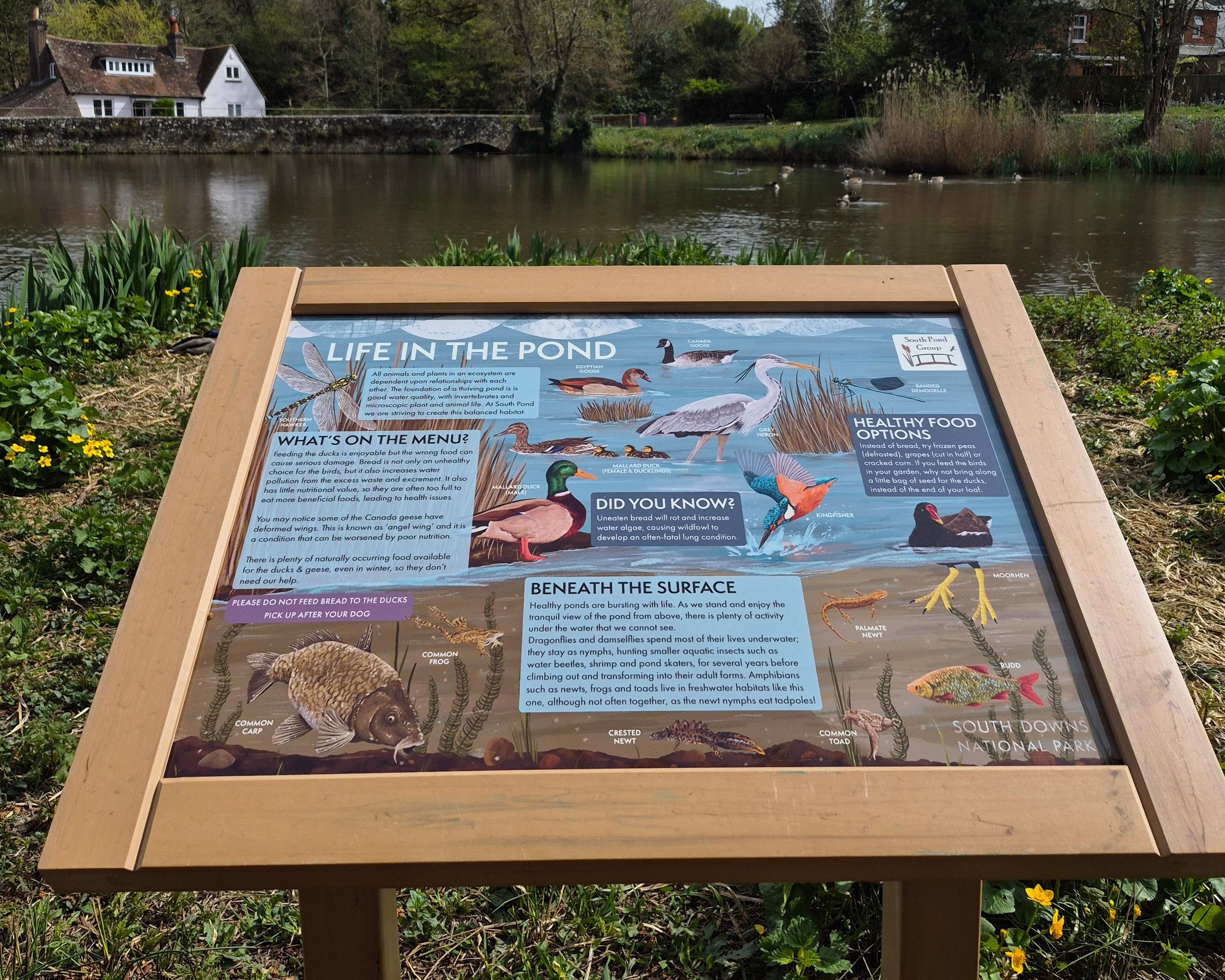 Informational sign about life in a pond with a natural background